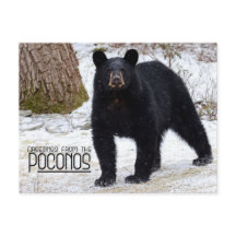 Salutations ! Ours noir de Pennsylvanie en hiver