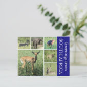 Carte Postale salutations sud-africaines (Debout devant)