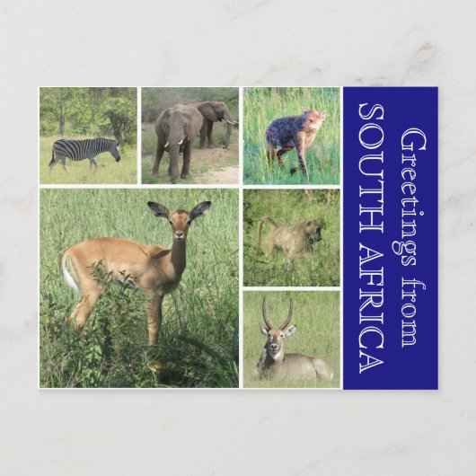 Carte Postale salutations sud-africaines (Devant)