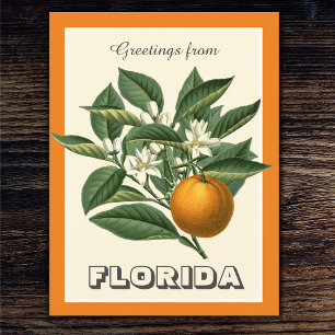 Carte Postale Salutations vintages de Florida Orange Fruit