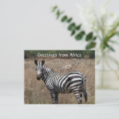 Carte Postale salutations zebra (Debout devant)