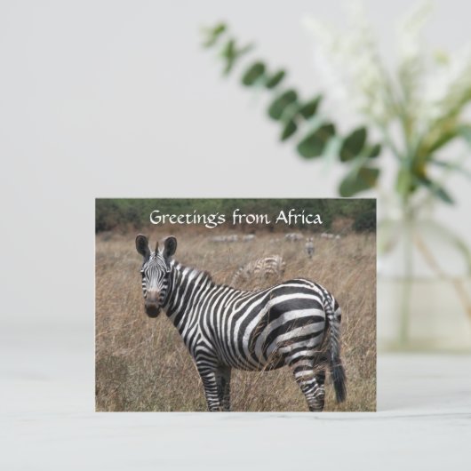 Carte Postale salutations zebra (Debout devant)