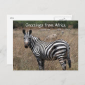 Carte Postale salutations zebra (Devant / Derrière)