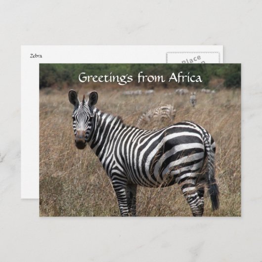 Carte Postale salutations zebra (Devant / Derrière)