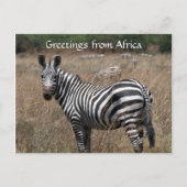 Carte Postale salutations zebra (Devant)