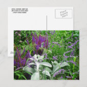 Carte Postale Salvia, Lavendar, Oreilles (Devant / Derrière)