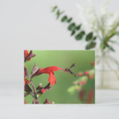 Carte postale Salvia & Native Bee (Debout devant)