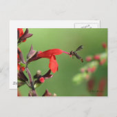 Carte postale Salvia & Native Bee (Devant / Derrière)