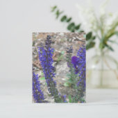 Carte Postale Salvia ~ Première floraison (Debout devant)
