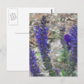 Carte Postale Salvia ~ Première floraison (Devant / Derrière)