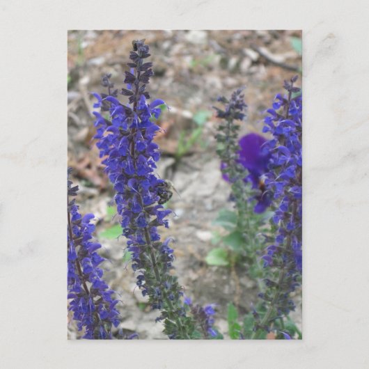 Carte Postale Salvia ~ Première floraison (Devant)