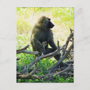 Carte Postale Samburu Baboon
