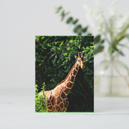 Carte Postale Samburu Giraffe (Debout devant)