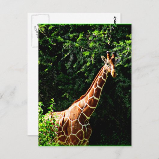 Carte Postale Samburu Giraffe (Devant / Derrière)