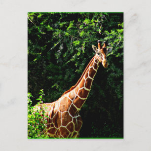 Carte Postale Samburu Giraffe