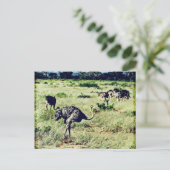 Carte Postale Samburu Ostriches (Debout devant)