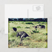 Carte Postale Samburu Ostriches (Devant / Derrière)