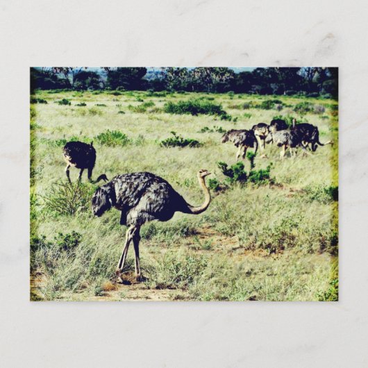 Carte Postale Samburu Ostriches (Devant)