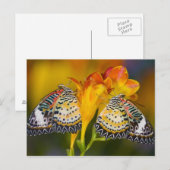 Carte Postale Sammamish, Washington. Papillons tropicaux 68 (Devant / Derrière)