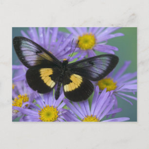 Carte Postale Sammamish Washington Photographie de papillon