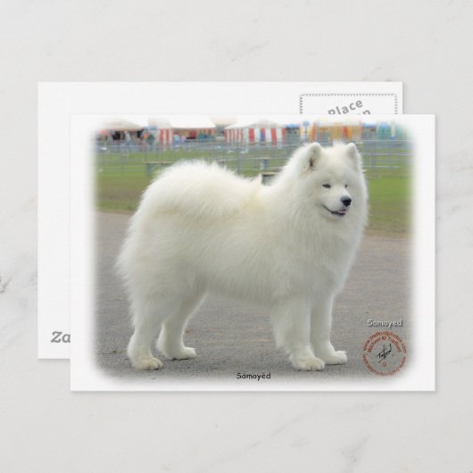 Carte Postale Samoyed (Devant / Derrière)
