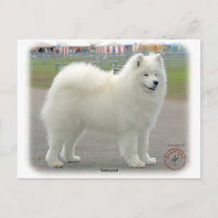 Carte Postale Samoyed