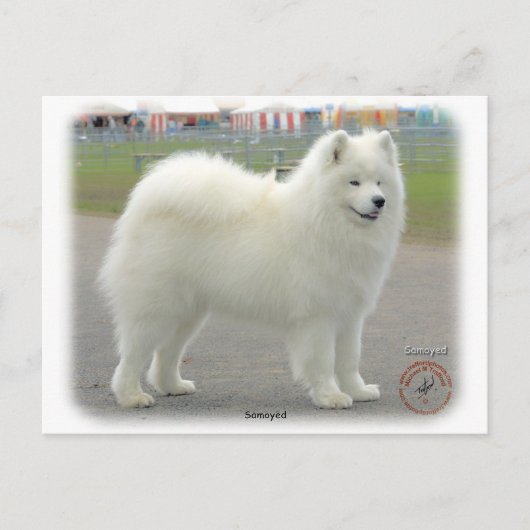 Carte Postale Samoyed (Devant)