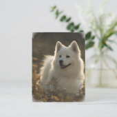 Carte postale Samoyed (Debout devant)