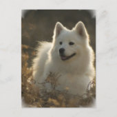 Carte postale Samoyed (Devant)