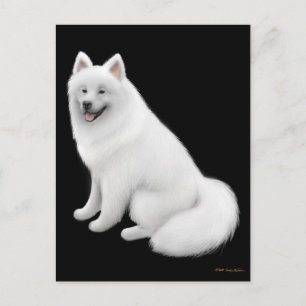 Carte postale Samoyed Dog