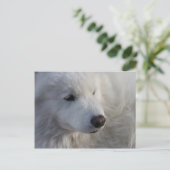 Carte postale Samoyed Dog (Debout devant)