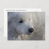 Carte postale Samoyed Dog (Devant / Derrière)