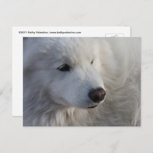 Carte postale Samoyed Dog (Devant / Derrière)