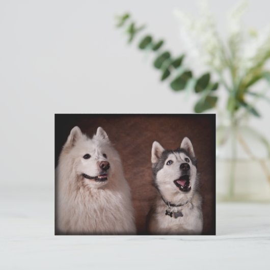 Carte Postale Samoyed et Husky (Debout devant)