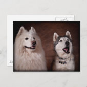 Carte Postale Samoyed et Husky (Devant / Derrière)