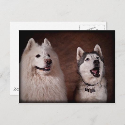 Carte Postale Samoyed et Husky (Devant / Derrière)