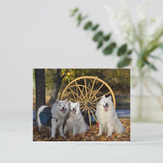 Carte Postale Samoyed - PVSC - Feuille (Debout devant)