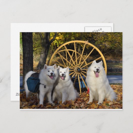 Carte Postale Samoyed - PVSC - Feuille (Devant / Derrière)