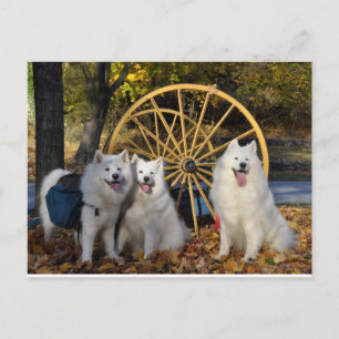 Carte Postale Samoyed - PVSC - Feuille