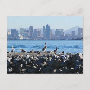 Carte Postale San Diego Pelicans Birds City Skyline Water
