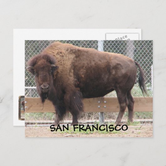 Carte postale San Francisco Bison ! (Devant / Derrière)