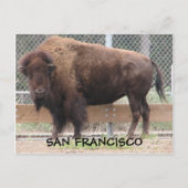 Carte postale San Francisco Bison ! (Devant)