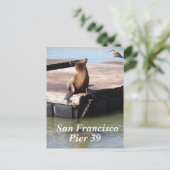 Carte postale San Francisco Pier 39 Sea Lion (Debout devant)
