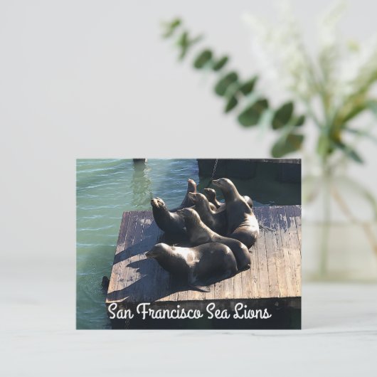 Carte postale San Francisco Pier 39 Sea Lions #2 (Debout devant)
