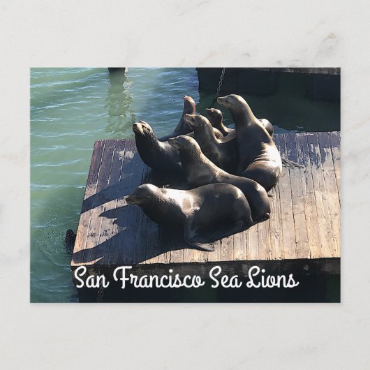 Carte postale San Francisco Pier 39 Sea Lions #2 (Devant)