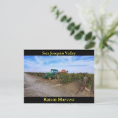 Carte Postale San Joaquin Valley Raisin Harvest (Debout devant)