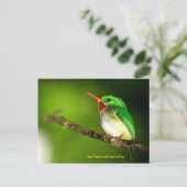 Carte postale San Pedrito de Porto Rico (Debout devant)