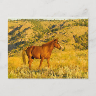 Carte Postale Sanctuaire de chevaux sauvages.