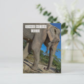 Carte Postale Sanctuaire de la jungle des éléphants (Debout devant)