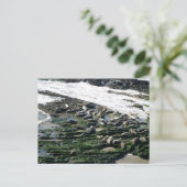 Carte Postale Sanctuaire des phoques de Carpinterie (Debout devant)